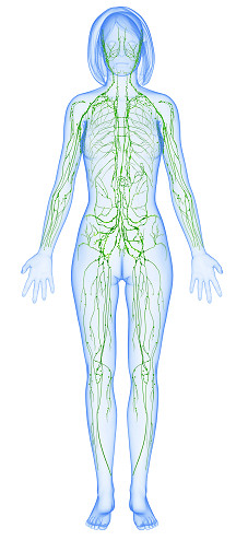 rappresentazione corpo umano femminile